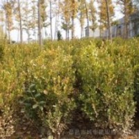瓜子黃楊價(jià)格-江蘇瓜子黃楊價(jià)格-綠化苗木瓜子黃楊價(jià)格