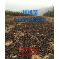 一年嫁接核桃苗50高核桃苗2年掛果核桃苗1公分核桃苗矮化薄皮核桃