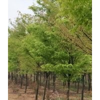 櫸樹(shù)8-9-10-12-15-20公分