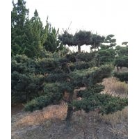 五針?biāo)?/></a>
<div><a href=