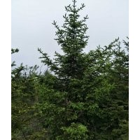 云杉2-3-4-5米