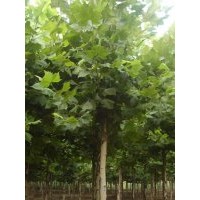 16公分法桐樹價格