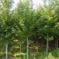 楓香基地20公分楓香報價