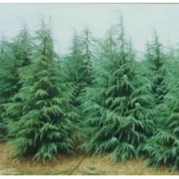 南京當年雪松種苗價格 2米雪松價格