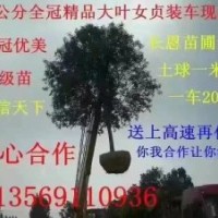 焦作大葉女貞15公分 苗木基地直銷