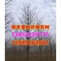 銀杏樹苗木|興隆銀杏|山東銀杏樹苗木價格