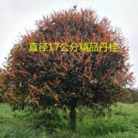 出售精品高桿福建朱砂丹桂樹直徑3-25公分