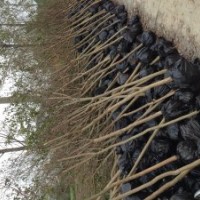 出售自有苗圃苗木