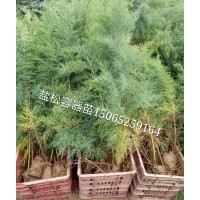 大量供應(yīng)容器鹽松1米左右