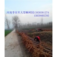 大葉女貞#太康女貞|女貞5、6、7、8、9、10公分