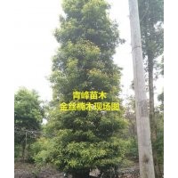 成都楠木 四川金絲楠木 楠木苗種植批發(fā)出售