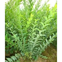 大量供應(yīng)綠化苗木水臘堆.夾植水臘.水臘小苗