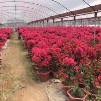 批發(fā)各種規(guī)格三角梅