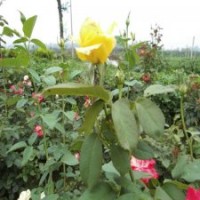 供應(yīng)大花月季_品種月季_歐月月季_大杯品種月季_小杯品種月季