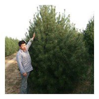 大量出售白皮松華山松