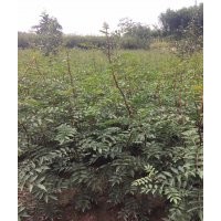 韓城大紅袍花椒苗