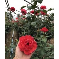 樹樁月季，月季樹，高桿月季，南陽月季樹價格