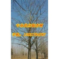 31公分銀杏樹價格|銀杏樹價格|宏松苗木(查看)