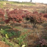 供應(yīng)優(yōu)冠350到400冠幅大規(guī)格紅楓精品