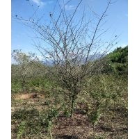 供應(yīng)大規(guī)格垂絲海棠冠幅250到350極品苗