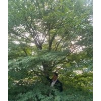 23公分雞爪槭優(yōu)冠6米特價19500出售