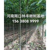 河南周口楸樹金絲楸樹楸樹小苗重點(diǎn)培育種植基地