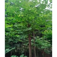 出售2一6公分欒樹(shù)、合歡苗木8000株