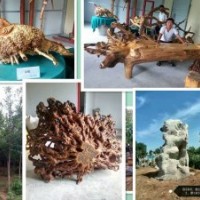 供白玉蘭、紅玉蘭、國(guó)槐、流蘇等