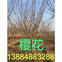 櫻花低價(jià)出售