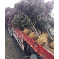 紅葉李地徑15公分1300元