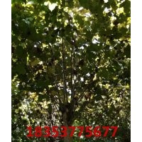 法桐 白蠟 國槐 北欒