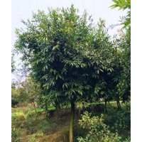 瀘州水晶葡萄|四川水晶葡萄|水晶葡萄價格