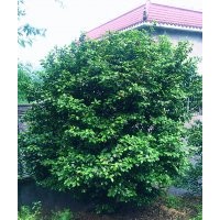 瀘州茶花|成都茶花|宜賓茶花|四川茶花|茶花供應(yīng)