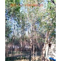 供應(yīng)大規(guī)格紅白玉蘭，黃櫨，流蘇，五角楓，杜梨等