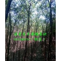 2公分國(guó)槐，2公分國(guó)槐樹(shù)苗(圖)