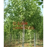 處理一批12公發(fā)法桐11-20公分法桐