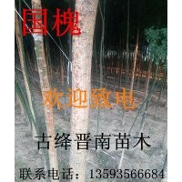 香花槐 紫穗槐 國槐