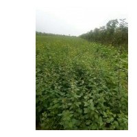 連翹苗 1-2年連翹苗 山楂樹 蘋果樹 桃樹 櫻桃樹