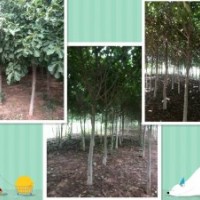 供黃櫨，五角楓，流蘇，欒樹(shù)，櫻花