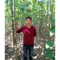 河南楸樹@河南周口6公分楸樹|楸樹2公分梓樹4-6公分