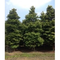 四川成都幀楠基地幀楠價(jià)格幀楠直銷8-25公分幀楠