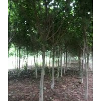 供青桐，法桐，紫葉李，欒樹，黃山欒，黃連木，流蘇，紅白玉蘭，