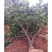 四川崇德園林臍橙基地 優(yōu)質(zhì)精品臍橙 低價(jià)批發(fā)啦