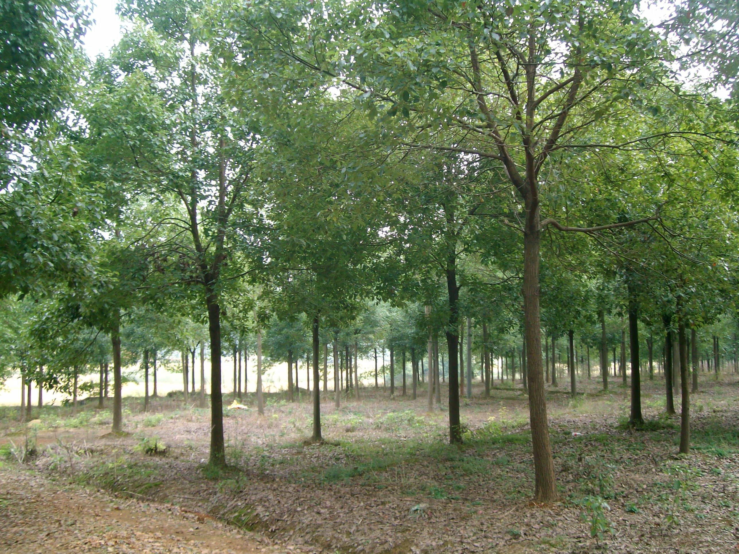 供應(yīng)：3公分——28公分香樟