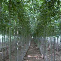 供應(yīng)速生白蠟，10-15公分，5-8公分