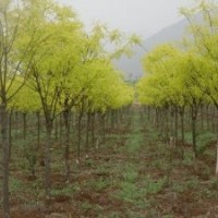 優(yōu)質(zhì)金葉槐，質(zhì)好價(jià)廉，成活率高，專業(yè)供應(yīng)基地現(xiàn)貨充足。