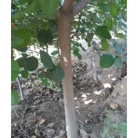 山東諸城供應(yīng)黃櫨工程苗