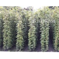 供應(yīng)油麻藤