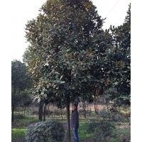 處理廣玉蘭9---17公分