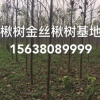 楸樹金絲楸楸樹小苗重河南重點(diǎn)楸樹種植基地